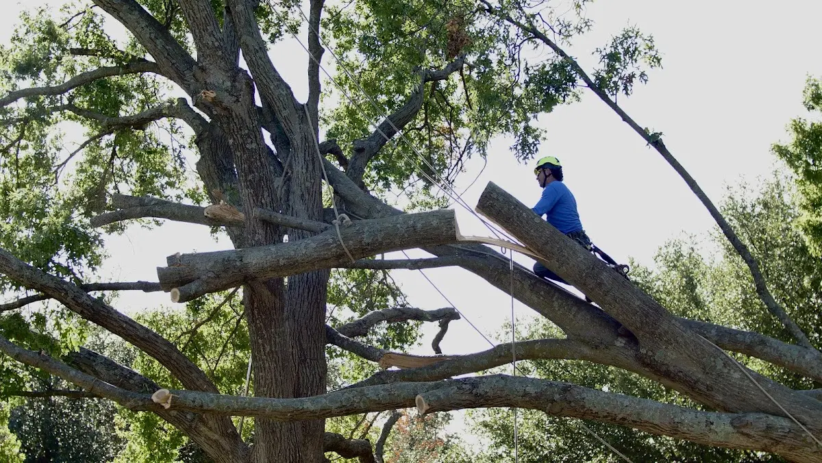 Professional Crown Thinning performed by certified arborists in Cropwell