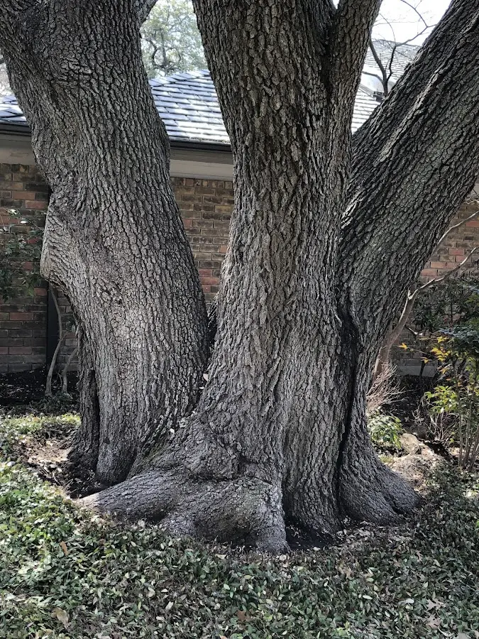 Mature heritage tree close to a Cropwell property cared for by certified arborists